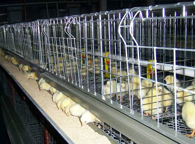 poultry keeping_shandong tobetter scientific Management